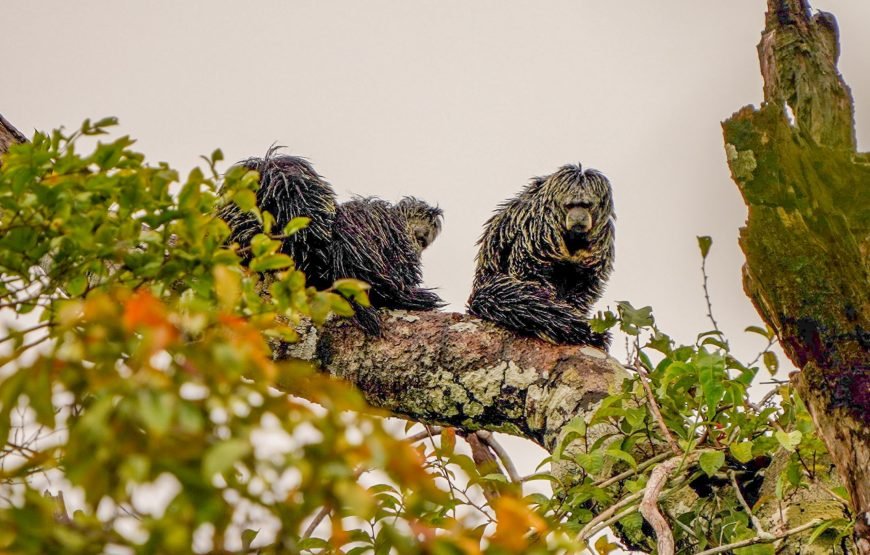 Amazon Rainforest 3‑Day/2‑Night Adventure – Tapiri Floating Lodge Stay