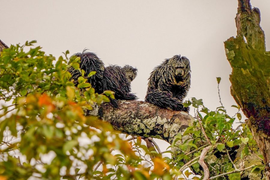 Amazon Rainforest 3‑Day/2‑Night Adventure – Tapiri Floating Lodge Stay