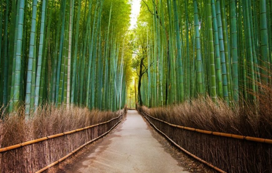 Kyoto Full‑Day Private Tour with Local Guide & Hotel Pickup