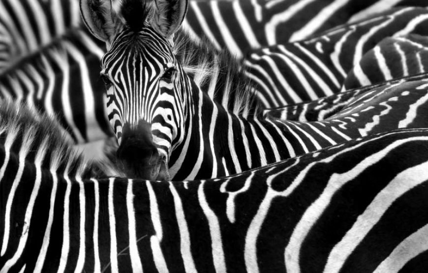 8‑Day High‑End Fly Package Tanzania Safari