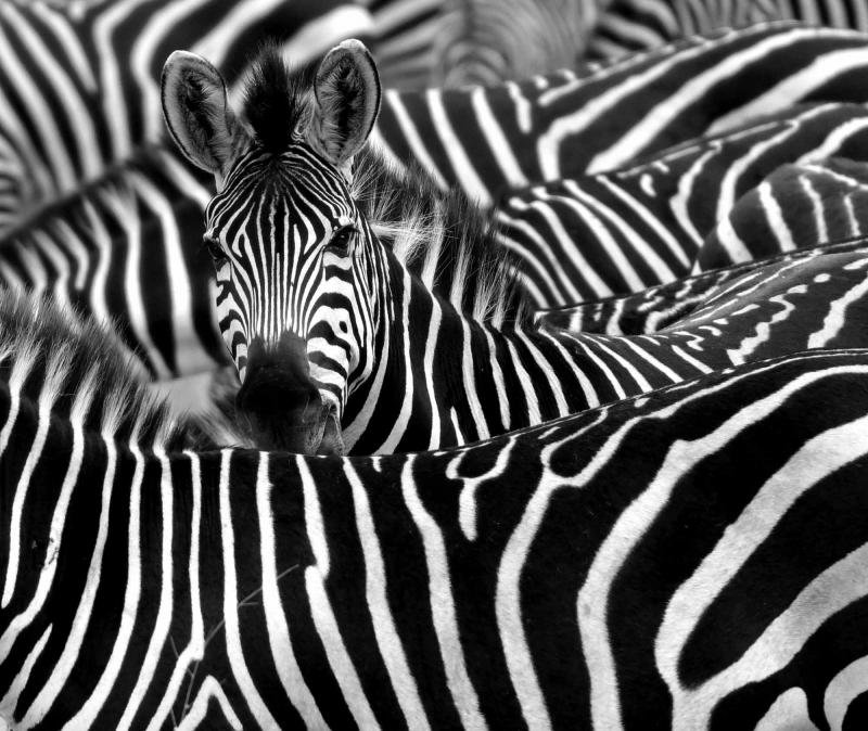 Day 8: Serengeti to Arusha