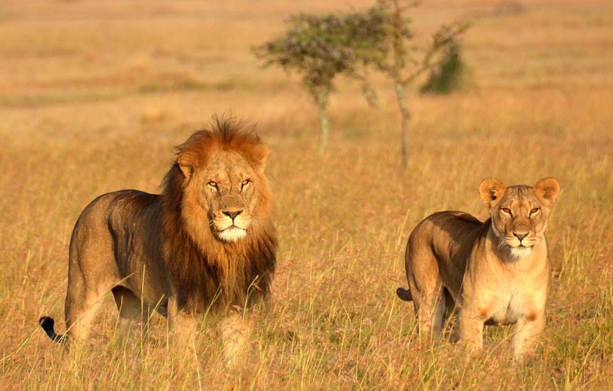7‑Days High‑End Tanzania Safari