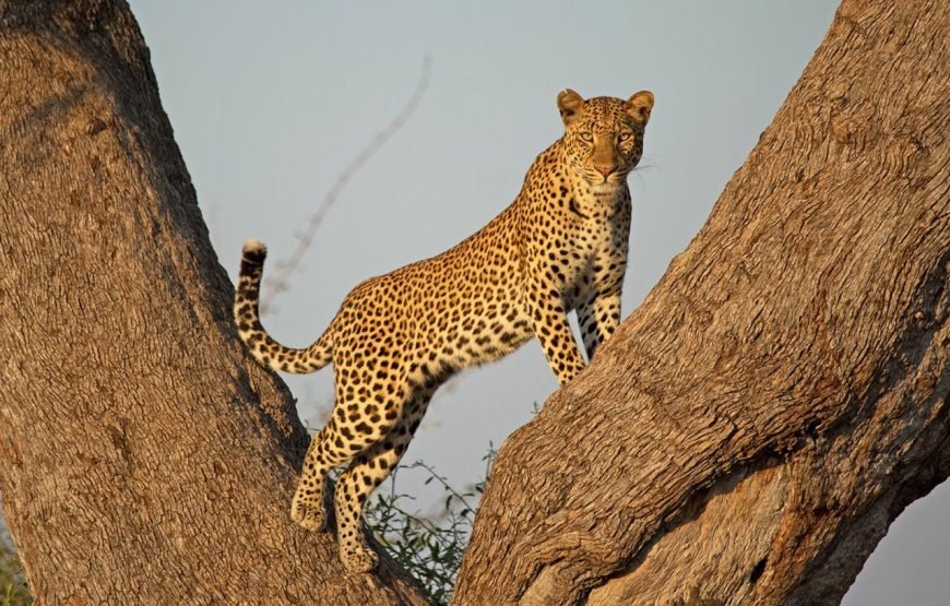 7‑Days High‑End Tanzania Safari
