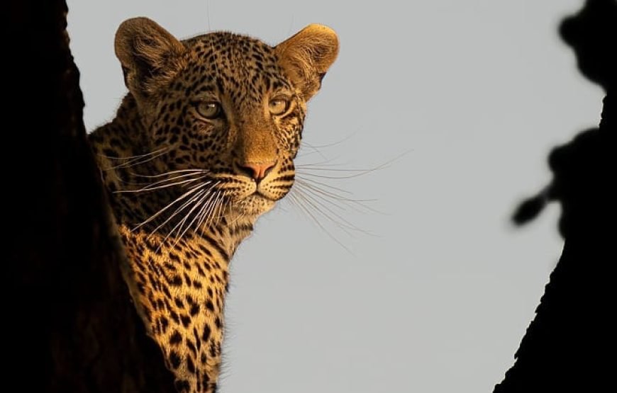 8‑Day High‑End Fly Package Tanzania Safari