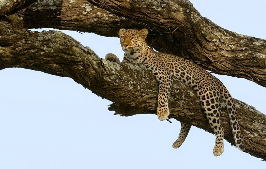 6‑Day High‑End Tanzania Safari