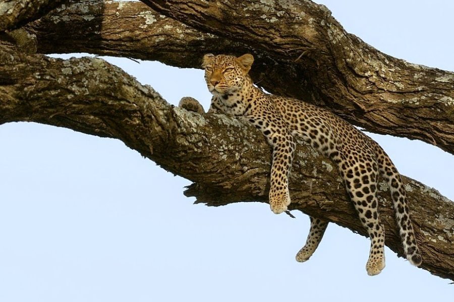 6‑Day High‑End Tanzania Safari