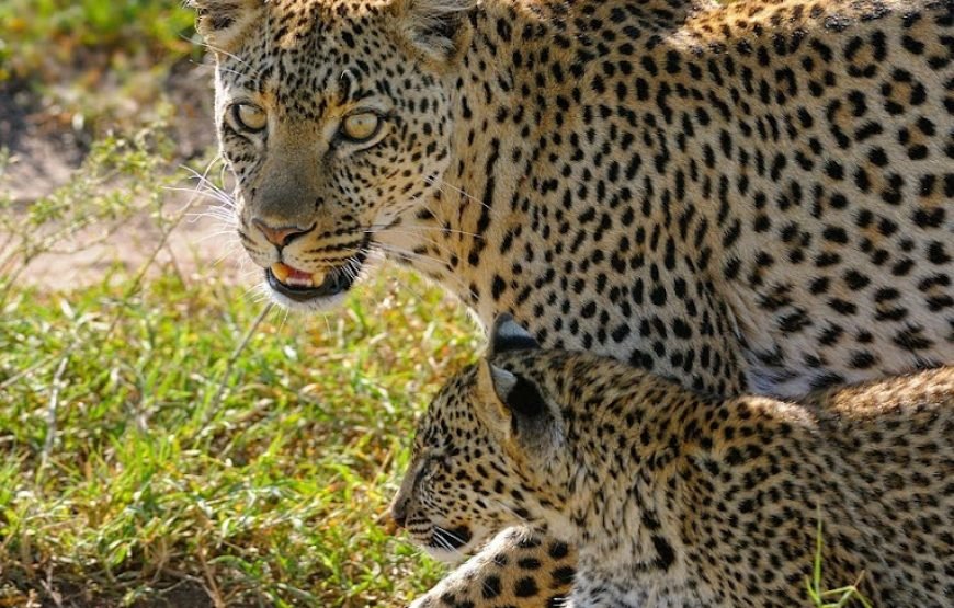 6‑Day High‑End Tanzania Safari
