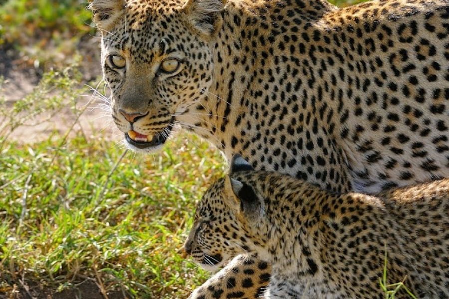 5‑Day High‑End Tanzania Safari