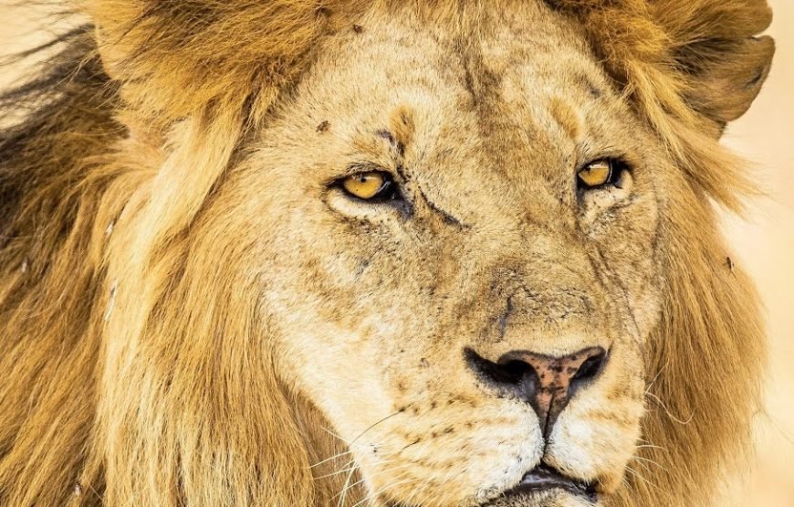 7‑Days High‑End Tanzania Safari