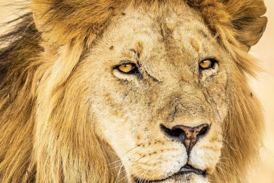7‑Days High‑End Tanzania Safari