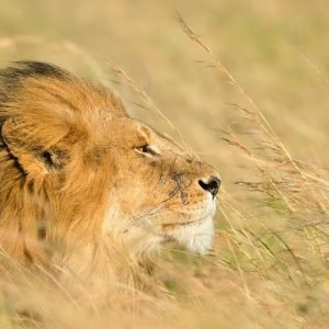 7‑Days High‑End Tanzania Safari