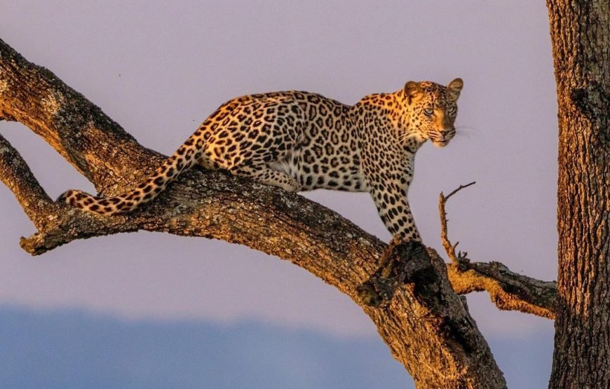 8‑Day High‑End Fly Package Tanzania Safari