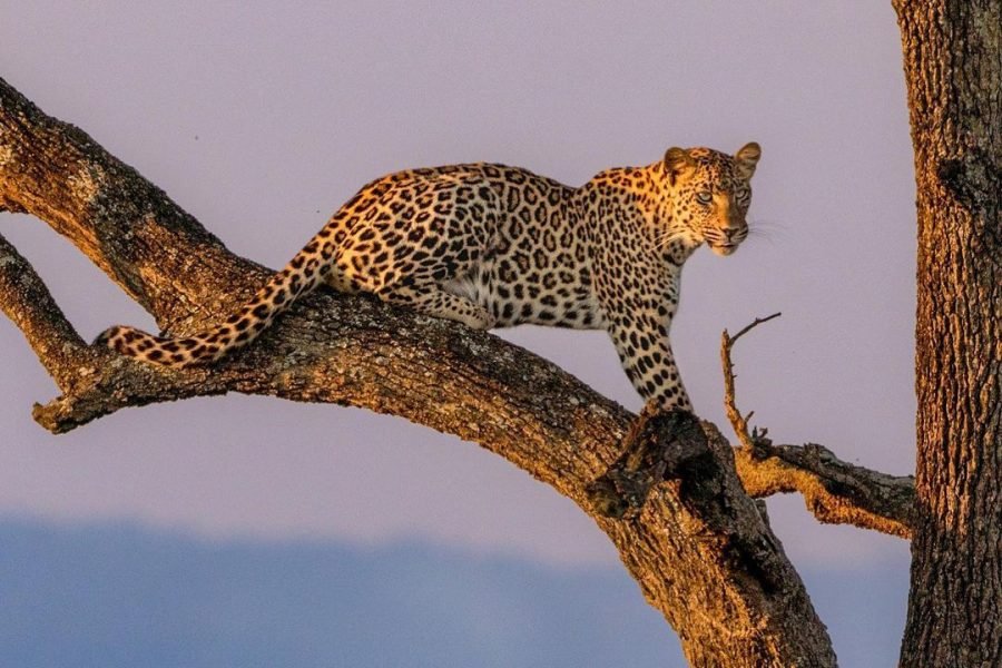 8‑Day High‑End Fly Package Tanzania Safari