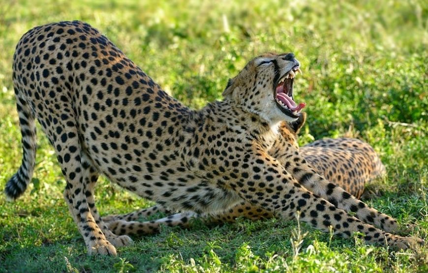6‑Day High‑End Tanzania Safari