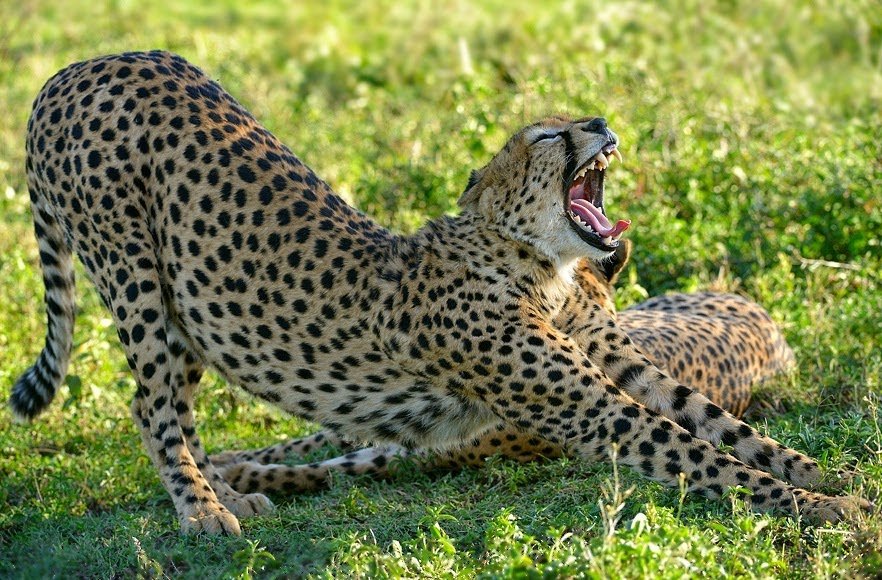 Day 3: Serengeti National Park