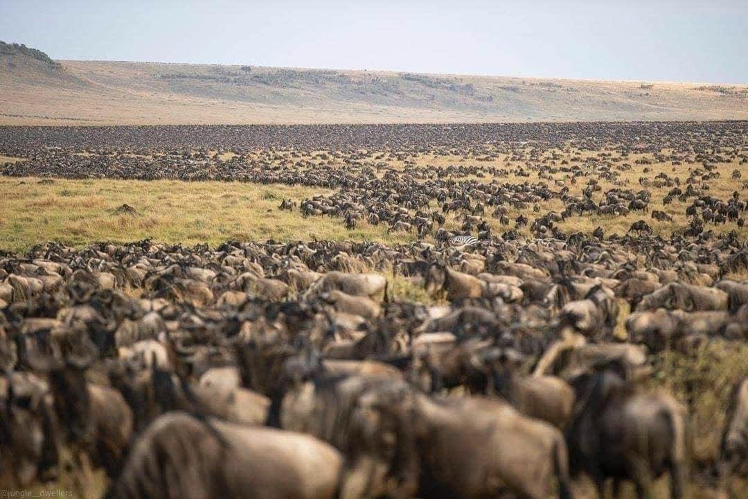 Day 4: Serengeti National Park