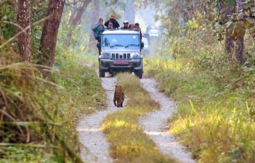 Chitwan: Full-Day Safari Canoeing and Jungle Walk and Jeep