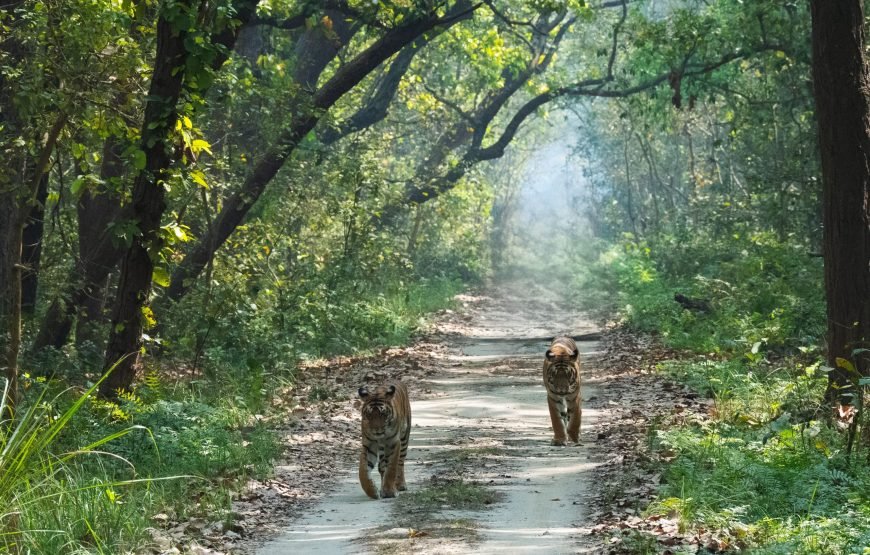Chitwan: Full-Day Safari Canoeing and Jungle Walk and Jeep