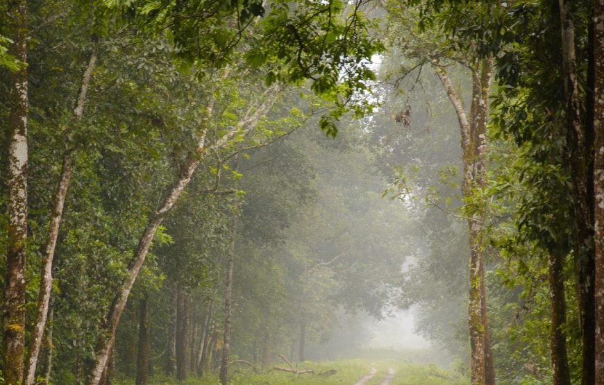 Chitwan: Full-Day Safari Canoeing and Jungle Walk and Jeep