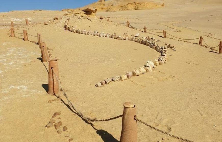 Wadi El Hitan & Wadi El Rayan Day Tour Itinerary