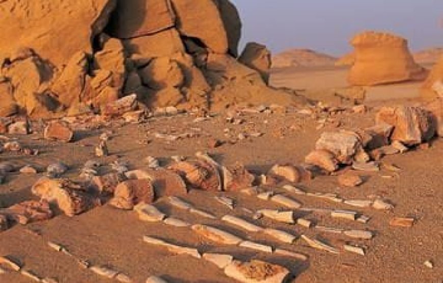Wadi El Hitan & Wadi El Rayan Day Tour Itinerary